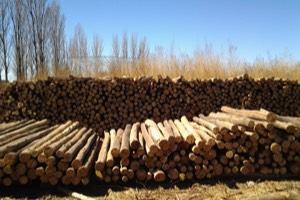 Stacks Image 1029